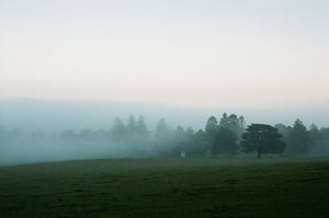 A green field shrouded in cool mist making a horizontal gradient of pale yellow to blue green.